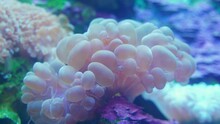 Beautiful Bubble Coral In The Coral Reef Underwater