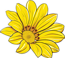 Hand-drawn Yellow Gazania Vector Illustration. Elegant Flower With Black Contour And Wonderful Colors.