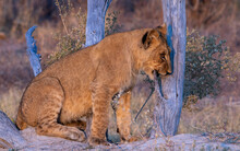 Young African Lion Chews On A Dead Tree