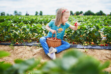 Adorable Preschooler Girl Picking Fresh Organic Strawberries On Farm
