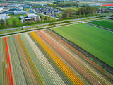 Fototapeta Sport - Aerial drone view of blooming tulip fields in Netherlands