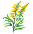 Goldenrod (woundwort ) plant with flowers isolated on white background. Generative watercolor AI illustration