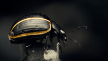 Details Of A Black Beetle With Yellow Lines On A Desaturated Background.