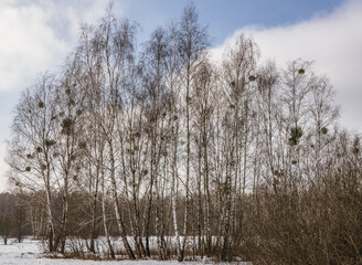 Poster - Mistletoes on a trees in Kampinos National Park near Warsaw, capital of Poland