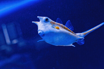 Poster - Underwater shot of fish Lactoria cornuta