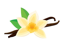 Vanilla Flower Bloom And Spice Icon Vector. Orchid Vanilla Flower And Dried Vanilla Sticks Vector Isolated On White Background