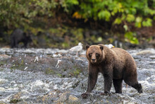 Adult Brown Bear (Ursus Arctos), Along Pink Salmon Stream On Chichagof Island, Alaska