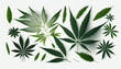 Cannabis leaves isolated on white background. Generative AI