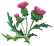 Thistle bouquet. Watercolor composition of traditional symbolic scottish plant. Green and magenta colors, decorations for greetings and invitations