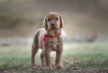 Broholmer Dog Breed Puppy Standing And Looking Into The Camera
