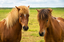 Close-up of heads of two Icelandic horses near Keflavik, Reykjanesbaer, Reykjanes Peninsula, Iceland, Polar Regions