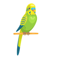 Wall Mural - Small green budgerigar. In cartoon style. Isolated on white background. Vector flat illustration