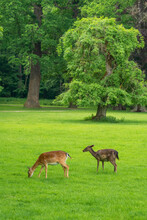 Fallow Deer (Dama Dama) Grazing In Zamecky Park Of Blatna Castle, Blatna, South Bohemian Region