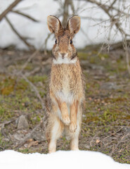 Wall Mural - Eastern cottontail rabbit standing on its hind legs in a winter forest.