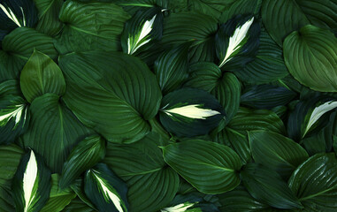 Wall Mural - Green leaves background