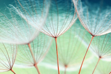 Sticker - Dandelion flower  abstract background