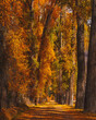 © robertharding - Autumn coloured trees near Aspen Cemetery, Aspen, Colorado