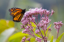 Monarch Butterfly On Joe-Pye Weed Flower, Massachusetts, New England
