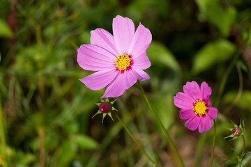 Wall Mural - Beautiful pink color cosmos (Mexican aster) flower background