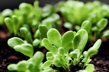 Poster - Gently green leaves of microgreens growing on beds of greenhouse, created with generative ai