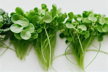 Canvas Print - Small tufts of delicate thin microgreens on white background, created with generative ai