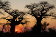 Baobab (Adansonia sp) treees in the savannah at sunset, Savuti, Chobe National Park