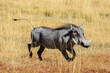 A Warthog in the savannah of Namibia