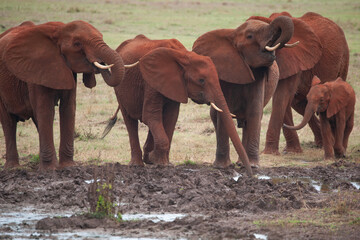 stavo east national park in kenya