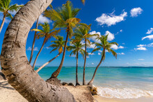 View Of Palm Trees And Sea At Bavaro Beach, Punta Cana