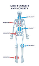 Joint stability or body mobility skeletal bone division outline diagram. Labeled educational anatomical scheme with skeleton functions as spinal, chest, hip, knee or ankle purpose vector illustration