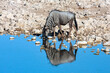 Wildebeest at a waterhole in Etosha