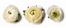 Set Of Three Beautiful White - Cream Colored Ranunculus Buttercup Flowers Isolated Over A Transparent Background, Spring Or Mother_s Day Design Elements, Top View - Flat Lay