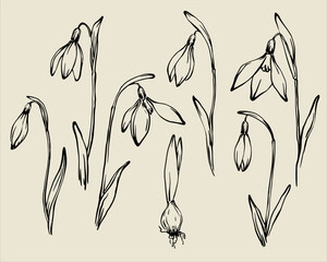 Wall Mural - Snowdrops set hand drawn monochrome outline vector spring floral disign elements collection