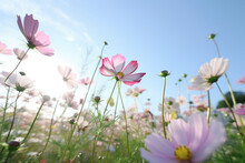 Transparent Beauty: Flawless Cosmos Flowers With Pedicels On A Pure Blue Sky Background - Generative Ai