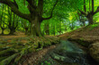 © ADDICTIVE STOCK - Picturesque view of creek in forest
