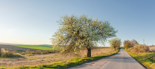 Canvas Print - Blühender apfelbaum an einer Landstrasse in Bulgarien