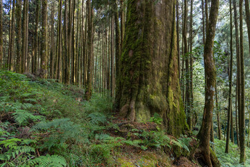 Sticker - Green forest with natural woods landscape