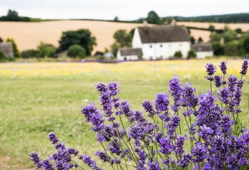 Wall Mural - Close up of the beautiful Cotswold lavender flowers on a blurred natural background