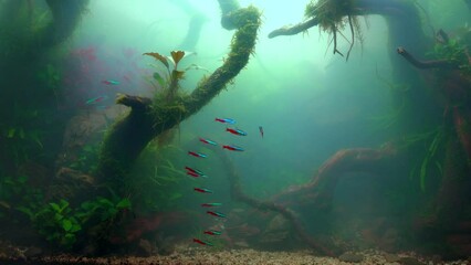 Wall Mural - School of neon tetra fish in a foggy water. Planted aquarium with big branched roots and Frodo stones. Tropical misty aquascape. Cloudy aquarium. 4k footage