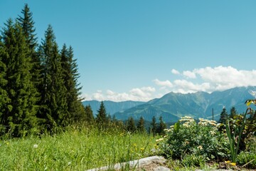 Poster - Closeup shot of small chamomile flowers growing in the Swiss mountains in Flims, Grisons