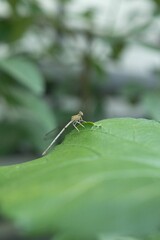 Sticker - Vertical shot of a dragonfly on a green leaf