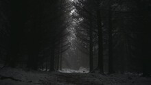 Walk In A Dark, Eerie Forest With Sunlight Creeping In Through The Leaves In The Winter