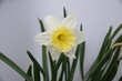 daffodils in spring