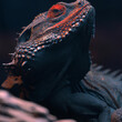 portrait of a iguana
