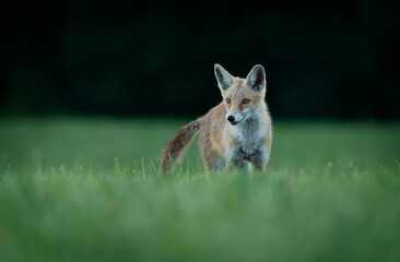 Wall Mural - View of a beautiful fox walking in a field with fresh grass