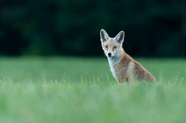 Wall Mural - View of a beautiful fox walking in a field with fresh grass