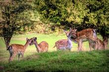 Adorable European Fallow Deer Captured In A Beautiful Green Pasture Surrounded By Leafy Trees