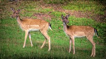Beautiful European Fallow Deer Captured In A Green Valley With Fallen Leaves
