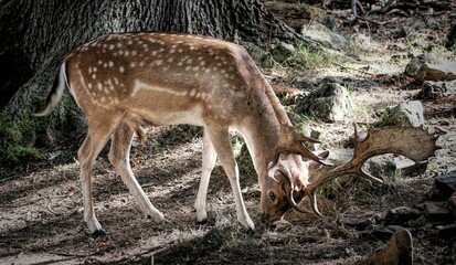 Sticker - Graceful Persian fallow deer grazing in a woodland