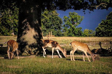 Sticker - Beautiful European fallow deer grazing in a pasture on a sunny day